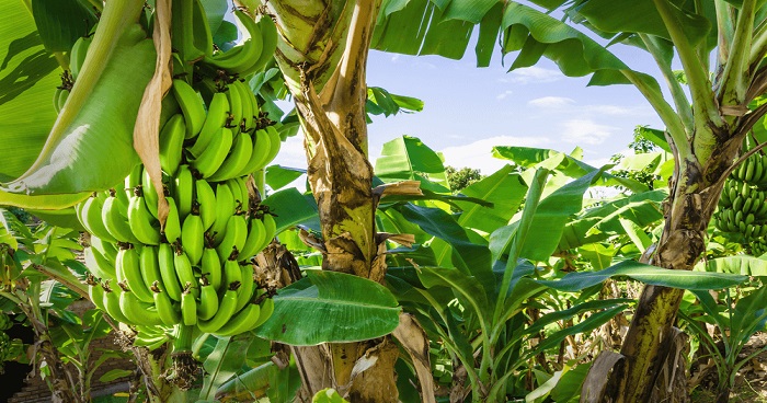 কলার থোড়-এর বিভিন্ন উপকারীতা ও গুণাবলি কলার থোড়-এর বিভিন্ন উপকারীতা ও গুণাবলি
