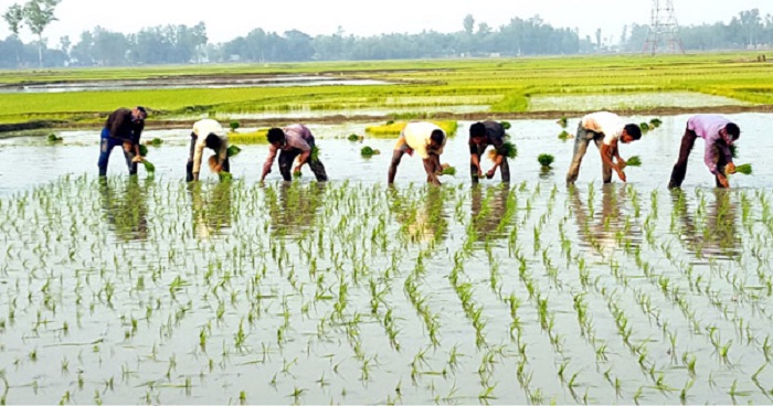 নন্দীগ্রামে আমন ধানের চারা রোপণের ব্যস্ত কৃষক