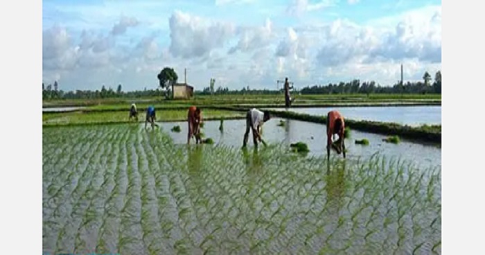 দুপচাঁচিয়ায় সোনালী স্বপ্ন নিয়ে আমন চারা রোপনে ব্যস্ত কৃষক