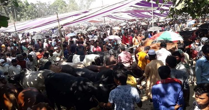 জমে উঠেছে ধুনট ঐতিহাসিক সোনামুয়া হাসখালী কোরবানীর পশুর হাট