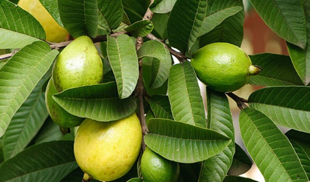 চুল পড়া কমাবে পেয়ারা পাতা, জানুন ব্যবহার পদ্ধতি চুল পড়া কমাবে পেয়ারা পাতা, জানুন ব্যবহার পদ্ধতি