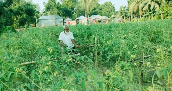 বগুড়া শেরপুরে টমেটো চাষ করে ভালো আয়ের সম্ভাবনা চাষীদের