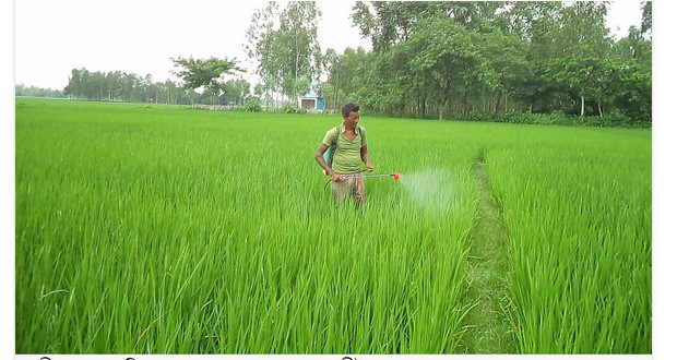 নন্দীগ্রামের মাঠে এখন অপরূপ সবুজের সমারোহ