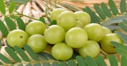 শীতে আমলকী কেন খাবেন?