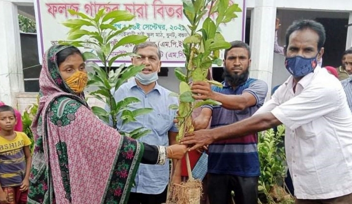 ধুনটে চারাগাছ বিতরণ ধুনটে চারাগাছ বিতরণ