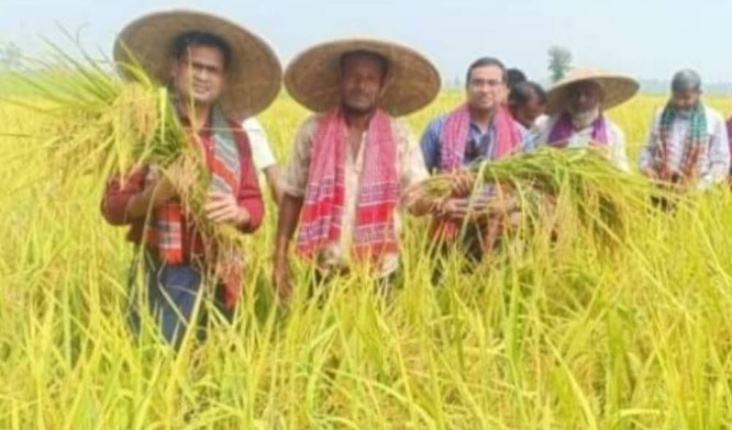 নন্দীগ্রামে আমন বিনা-৭ জাতের ধান কাটার উদ্বোধন নন্দীগ্রামে আমন বিনা-৭ জাতের ধান কাটার উদ্বোধন