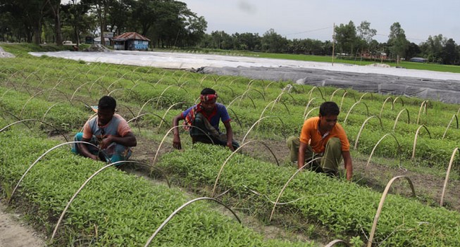 শাজাহানপুরের নার্সারি পল্লীতে সবজির চারা উৎপাদনে বিপ্লব ঘটেছে