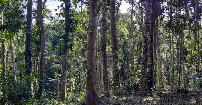 আন্তর্জাতিক বন দিবস আজ