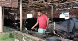 বগুড়ায় চারটি গরু দিয়ে পোস্ট মাস্টার খামার শুরু, এখন ৩৫টি গাভী বগুড়ায় চারটি গরু দিয়ে পোস্ট মাস্টার খামার শুরু, এখন ৩৫টি গাভী