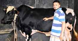 বগুড়ার ‘হিরো আলম’ দেখতে আকর্ষণীয়, দাম ৮ লাখ বগুড়ার ‘হিরো আলম’ দেখতে আকর্ষণীয়, দাম ৮ লাখ