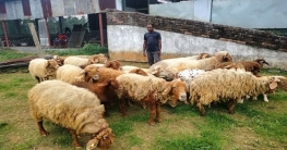 বগুড়ায় বেড়ে উঠছে মরুর প্রাণী দুম্বা বগুড়ায় বেড়ে উঠছে মরুর প্রাণী দুম্বা