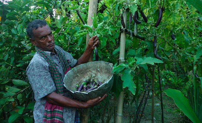 এক গাছে দুই বছরে ১৫ মণ বেগুন