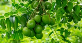 ঠাণ্ডা-কাশির সমস্যা দূর হবে দেশীয় ফল আমড়ায়