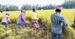 শেরপুরে আমন ধানের ভালো ফলন ভালো দাম পেয়ে কৃষক খুশি শেরপুরে আমন ধানের ভালো ফলন ভালো দাম পেয়ে কৃষক খুশি