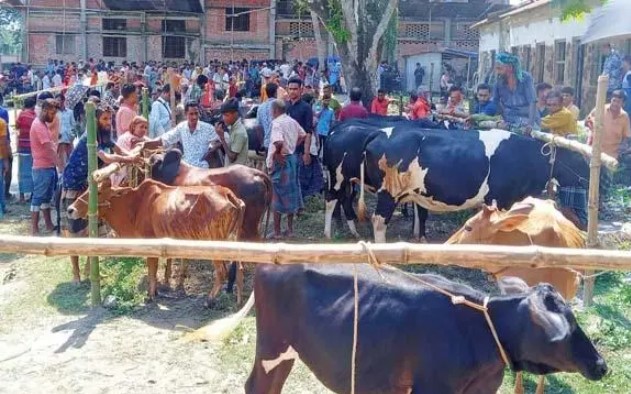 সারিয়াকান্দিতে এই প্রথম বিশাল গরু ছাগলের হাট উদ্বোধন