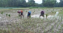 বগুড়ায় পুরোদমে শুরু হয়েছে আমন চাষ বগুড়ায় পুরোদমে শুরু হয়েছে আমন চাষ