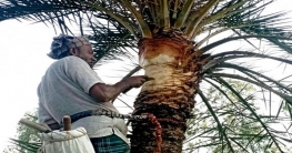 খেজুর গাছ প্রস্তুত করতে ব্যস্ত দুপচাঁচিয়ার গাছিরা খেজুর গাছ প্রস্তুত করতে ব্যস্ত দুপচাঁচিয়ার গাছিরা