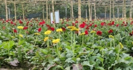বগুড়ায় ফুল চাষে কৃষকের ভাগ্য বদলের আশা বগুড়ায় ফুল চাষে কৃষকের ভাগ্য বদলের আশা