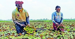 বগুড়ায় খাল-বিল ও জলাশয়ে চাষ করা হচ্ছে পানিফল বগুড়ায় খাল-বিল ও জলাশয়ে চাষ করা হচ্ছে পানিফল