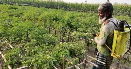 এক বিঘাতেই লাখোপতি ধুনটের টমেটো চাষিরা এক বিঘাতেই লাখোপতি ধুনটের টমেটো চাষিরা