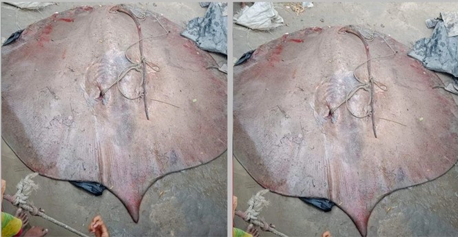 ১০ মণের শাপলাপাতা মাছ ৮০ হাজারে বিক্রি ১০ মণের শাপলাপাতা মাছ ৮০ হাজারে বিক্রি