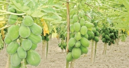 বগুড়ার গাবতলীতে পেঁপের বাম্পার ফলন বগুড়ার গাবতলীতে পেঁপের বাম্পার ফলন