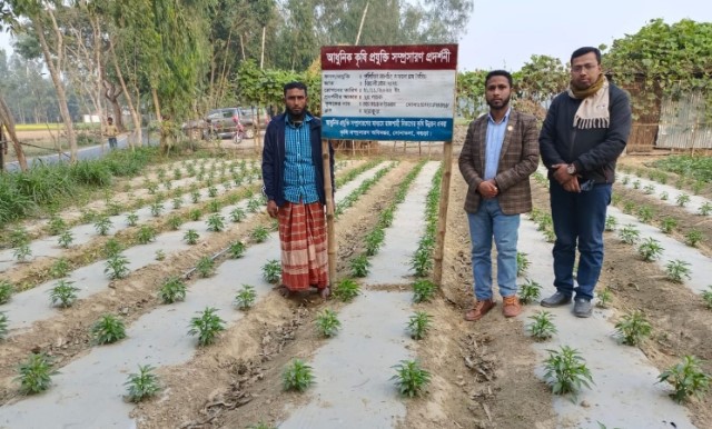 সোনাতলায় বিজ্ঞানভিত্তিক আধুনিক পলিথিন মালচিং পদ্ধতির চাষাবাদ শুরু