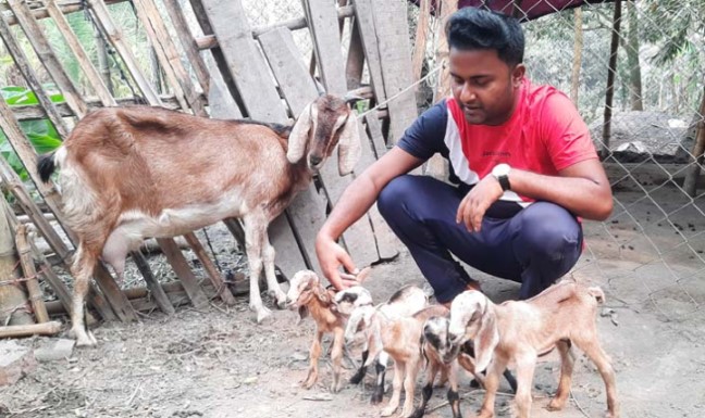 আদমদীঘিতে এক ছাগলের ৫ বাচ্চা প্রসব! আদমদীঘিতে এক ছাগলের ৫ বাচ্চা প্রসব!