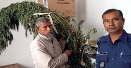 বগুড়ায় বাড়ির উঠানে গাঁজা চাষ, ২০টি গাছসহ গ্রেপ্তার ১ বগুড়ায় বাড়ির উঠানে গাঁজা চাষ, ২০টি গাছসহ গ্রেপ্তার ১