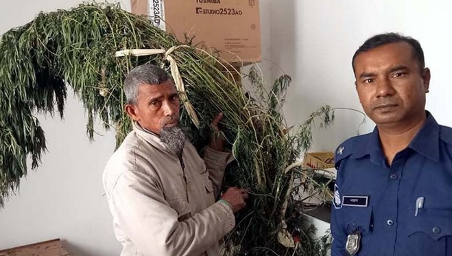 বগুড়ায় বাড়ির উঠানে গাঁজা চাষ, ২০টি গাছসহ গ্রেপ্তার ১ বগুড়ায় বাড়ির উঠানে গাঁজা চাষ, ২০টি গাছসহ গ্রেপ্তার ১