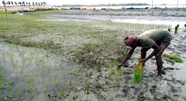 সারিয়াকান্দির চরে গাইঞ্জা ধান রোপণে ব্যস্ত চাষি