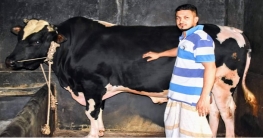 বগুড়ায় ২২ মন ওজনের `হিরো আলম` এর দাম ৮ লাখ টাকা বগুড়ায় ২২ মন ওজনের `হিরো আলম` এর দাম ৮ লাখ টাকা