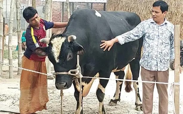 কোরবানি হাটের সেরা আকর্ষণ ‘‘দিনাজপুরের রাজা’’দাম ১২ লক্ষ টাকা