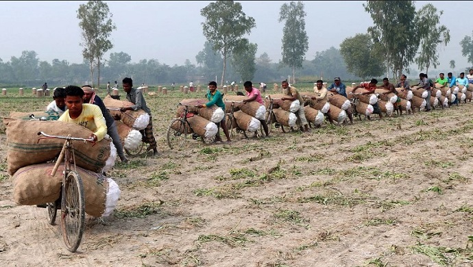 নন্দীগ্রামে ‘গোলাকার সোনা’ এখন কৃষকের ঘরে-মাঠে-হাটে নন্দীগ্রামে ‘গোলাকার সোনা’ এখন কৃষকের ঘরে-মাঠে-হাটে