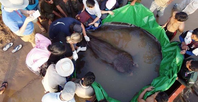 বিশ্বের সবচেয়ে বড় মিঠা পানির মাছ ধরা পড়লো মেকং নদীতে