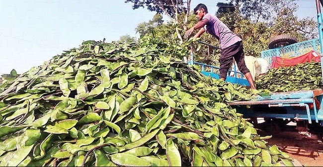 ১৩ দেশে রপ্তানি হচ্ছে সিলেটের ‘গোয়ালগাদ্দা’ শিম