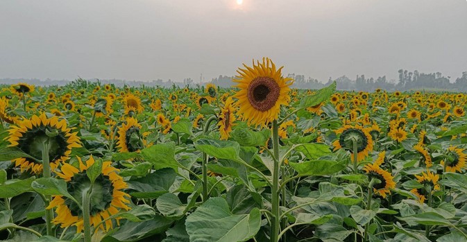 হাসিমুখে আলো ছড়াচ্ছে সূর্যমুখী