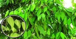 বাণিজ্যিকভাবে তেজপাতা চাষে সফল রহমত আলী!