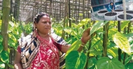 পান চাষে মিনা রাণীর অভাবনীয় সাফল্য!