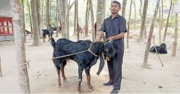 পাঠা পালনে ঘুরেছে মফিদুলের ভাগ্যের চাকা!