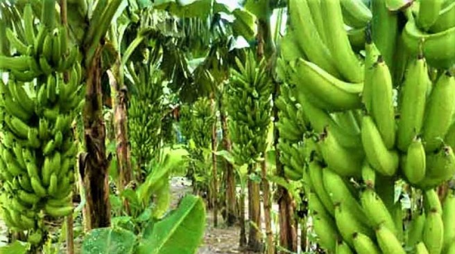 নতুন কলা জি-৯ চাষে ঝুঁকছেন রাজশাহীর চাষিরা নতুন কলা জি-৯ চাষে ঝুঁকছেন রাজশাহীর চাষিরা