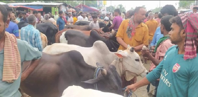 শেষ মূহূর্তে জমে উঠেছে রণবাঘা কোরবানির পশুর হাট