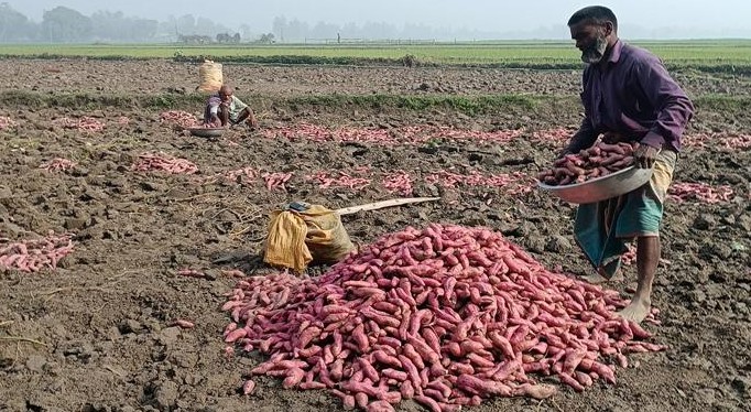 মিষ্টি আলুর ব্যাপক ফলন, দামে খুশি চাষিরা!