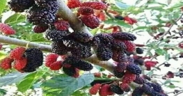 চার জাতের মালবেরি চাষে সফল উদ্যোক্তা সোহেল!