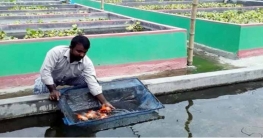 চৌবাচ্চায় রঙিন মাছ চাষে বিপ্লবের ভাগ্যবদল!