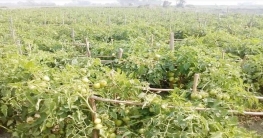 মেঘনার চরে সবজি চাষে কৃষকদের বাজিমাত
