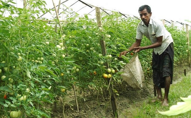 বারোমাসি টমেটো চাষে শাওনের স্বপ্ন