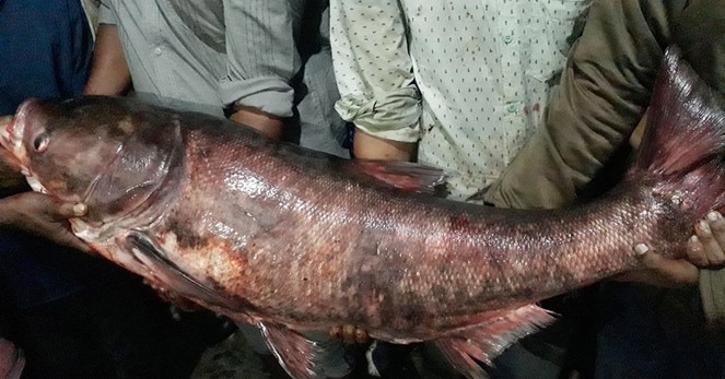 রামসাগরে বড়শিতে ধরা পড়লো ৩০ কেজির বিগহেড রামসাগরে বড়শিতে ধরা পড়লো ৩০ কেজির বিগহেড