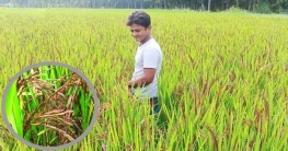 ব্লাক রাইস চাষে সফল রেজাউল!