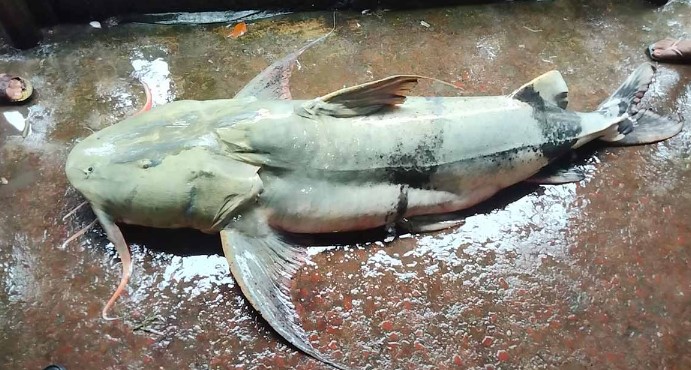 তিস্তায় ধরা পড়ল ৯২ কেজির বাঘা আইড় তিস্তায় ধরা পড়ল ৯২ কেজির বাঘা আইড়